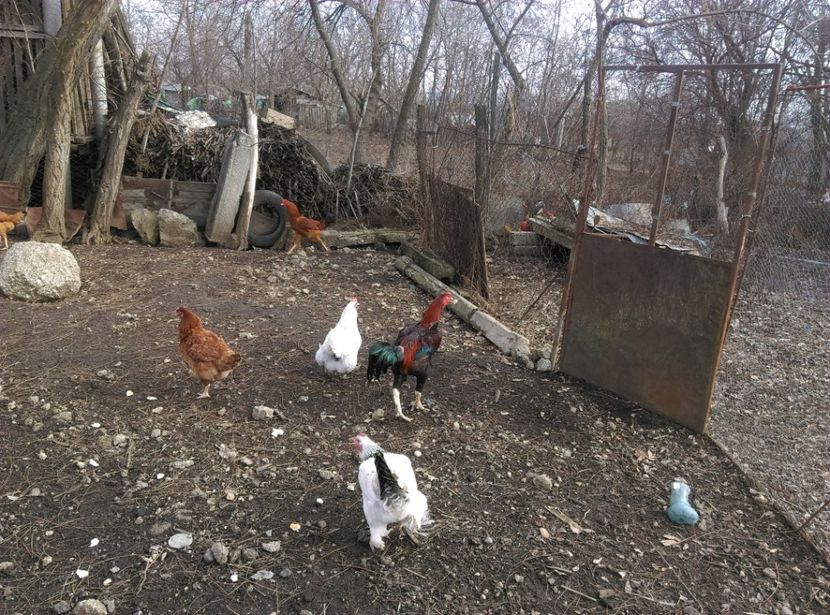  - Combatant malaez 2018-2019