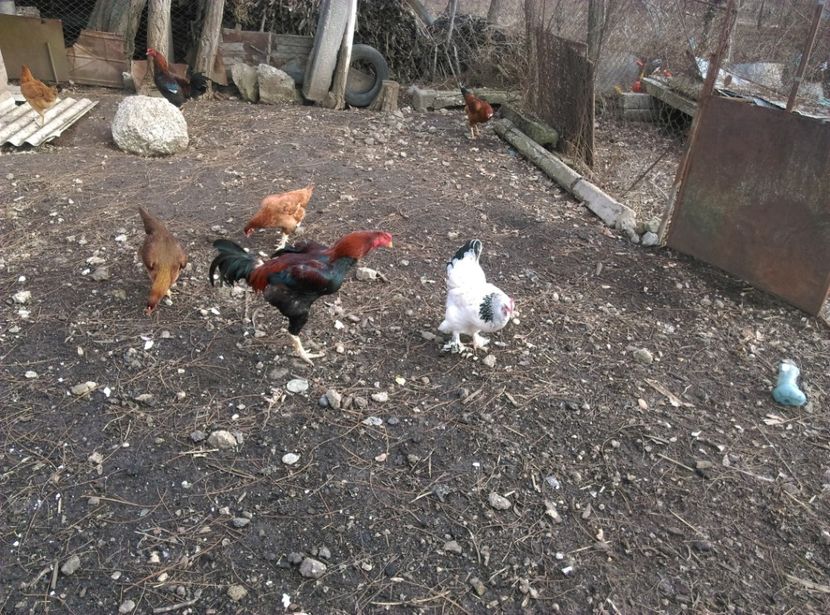  - Combatant malaez 2018-2019