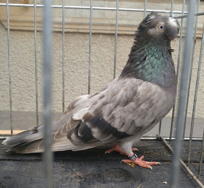  - JUCATORI BIMOTATI DE ARDEAL