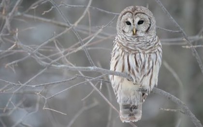 gray_owl_in_the_tree_1280x800