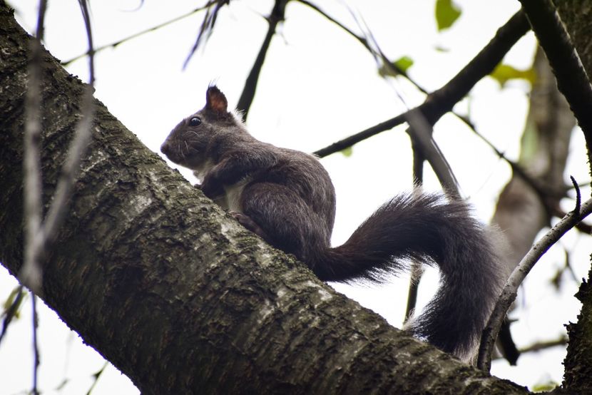  - Inceput de septembrie