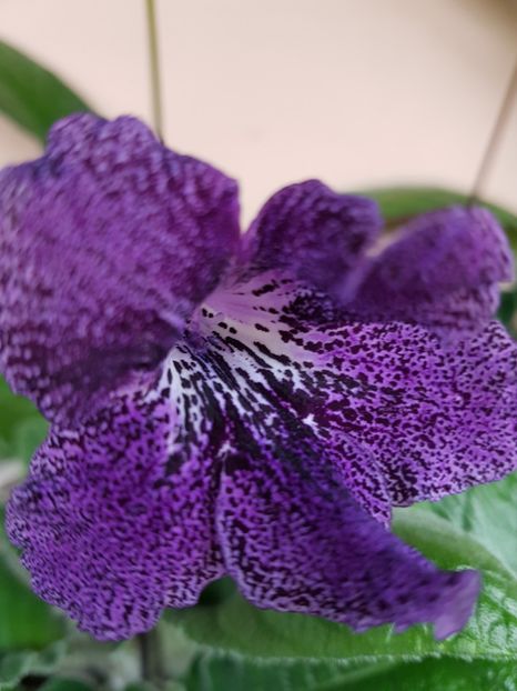 64-4 - Streptocarpus din semințe