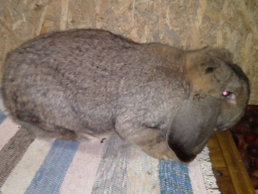  - ARHIVA IEPURI ce am avut câteva exemplare