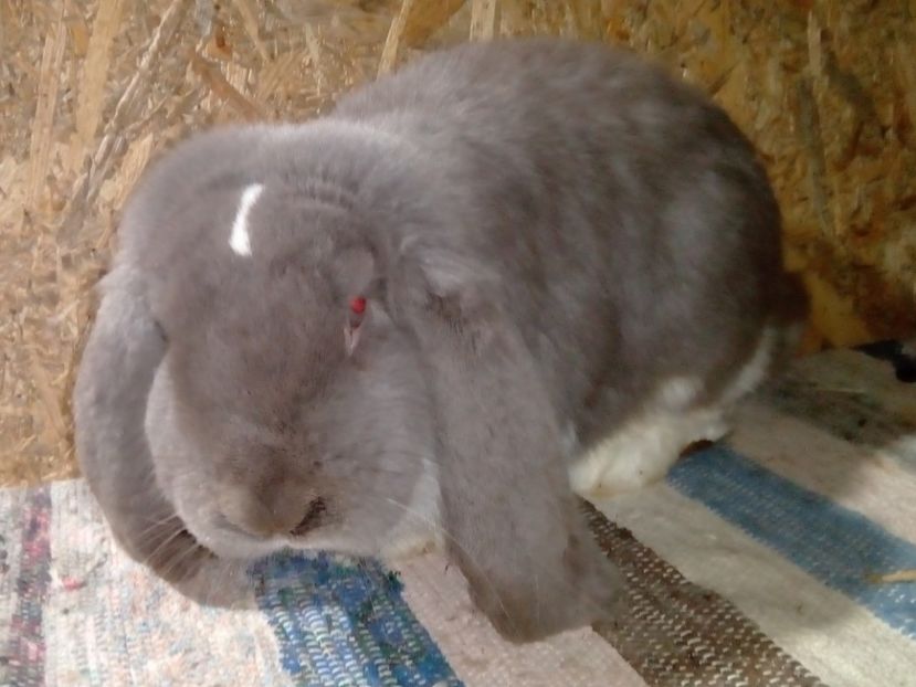  - ARHIVA IEPURI ce am avut câteva exemplare