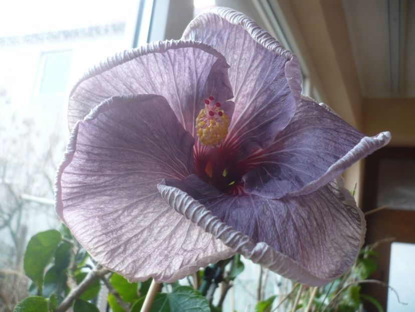 29.12.2018 - HIBISCUSI 2018-4