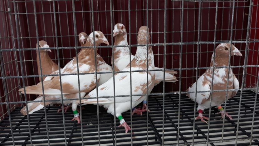  - Porumbei Meulemans