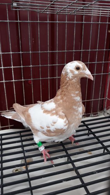  - Porumbei Meulemans