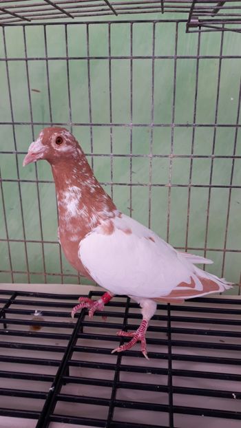  - Porumbei Meulemans