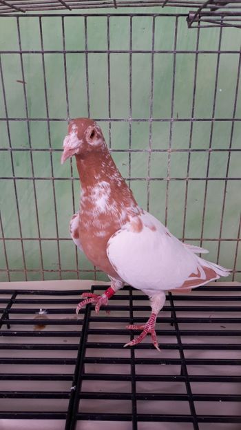  - Porumbei Meulemans