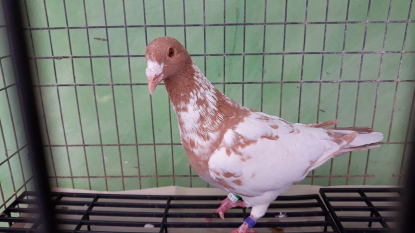  - Porumbei Meulemans