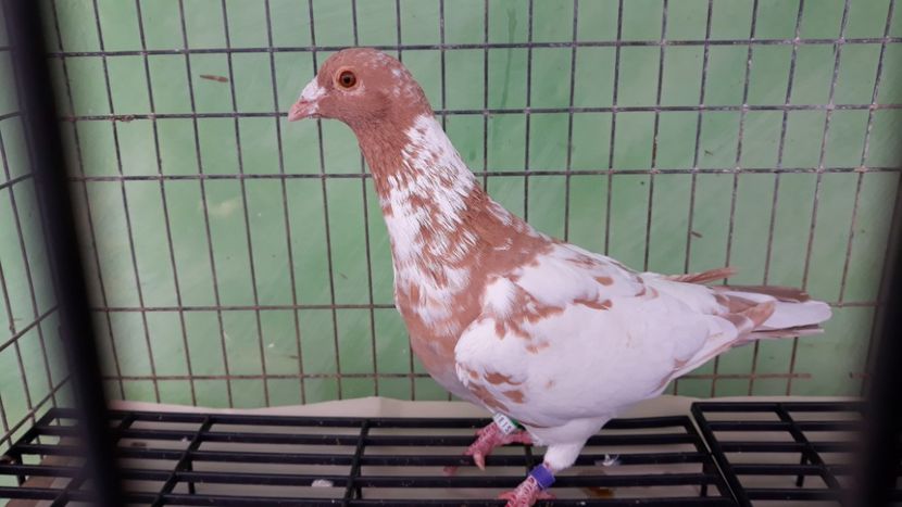  - Porumbei Meulemans