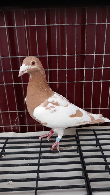  - Porumbei Meulemans