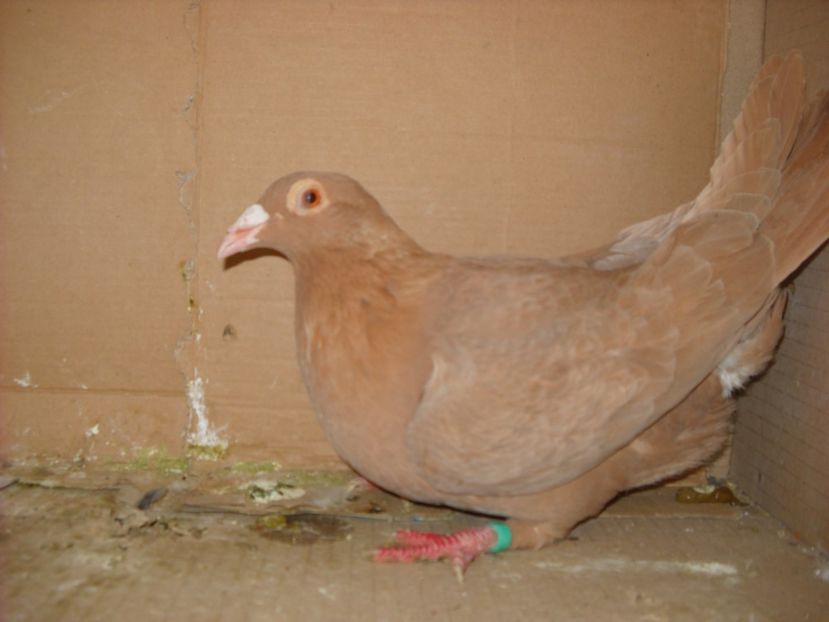 F. - PORUMBEI VANDUTI