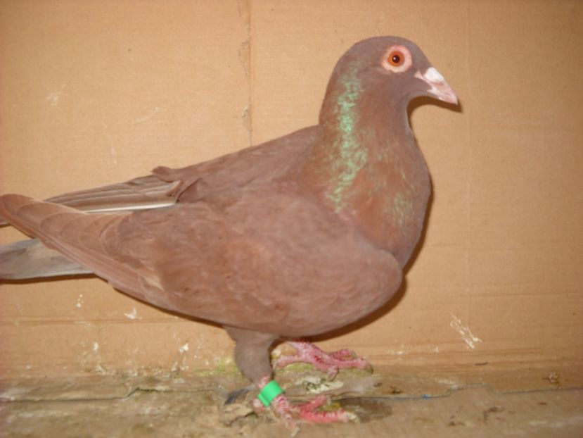 M - PORUMBEI VANDUTI