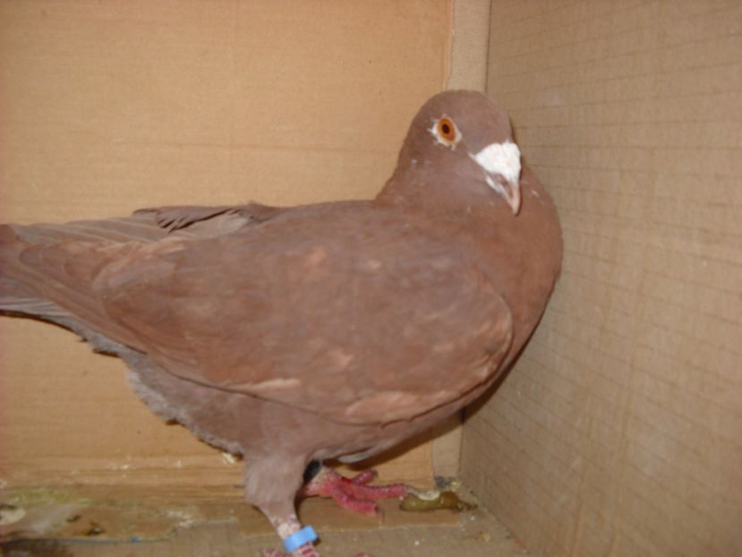 M. - PORUMBEI VANDUTI