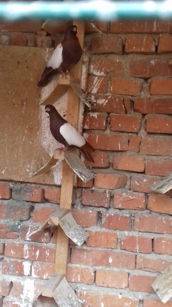  - OGLINDATI DE BUDAPESTA