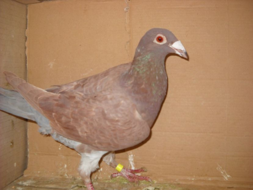 M. - PORUMBEI VANDUTI