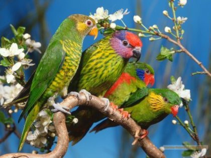 papagali-desktop-wallpapere-blogspot - animale
