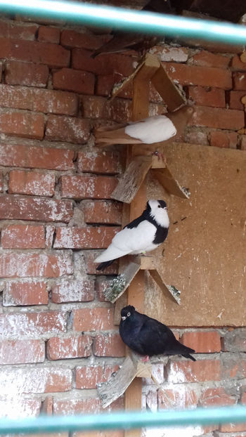  - OGLINDATI DE BUDAPESTA