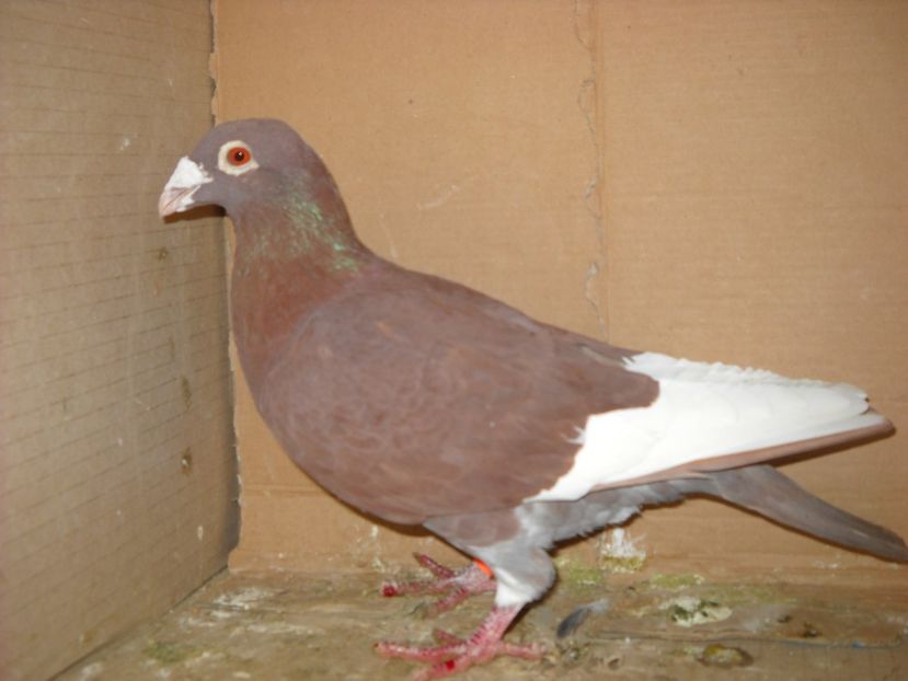 M. - PORUMBEI VANDUTI