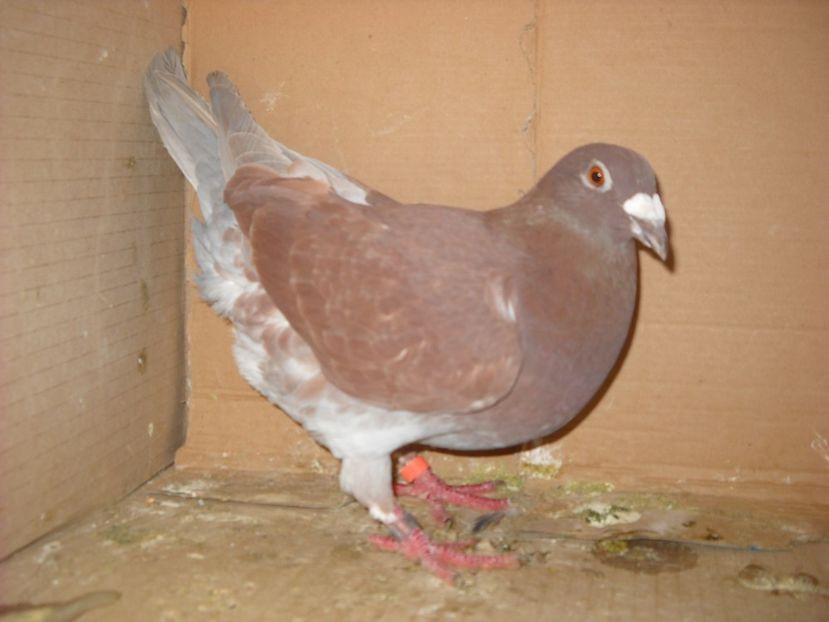 F. - PORUMBEI VANDUTI