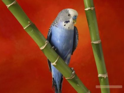 papagal-desktop-wallpapere-blogspot - animale