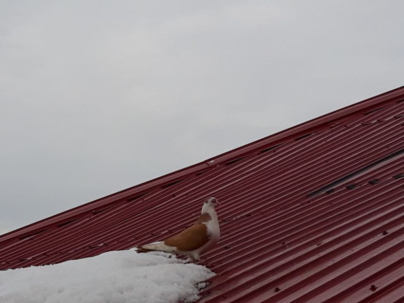  - Galateni baltati pe galben