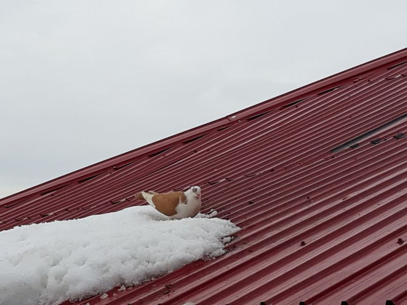  - Galateni baltati pe galben