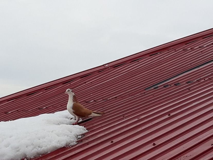  - Galateni baltati pe galben