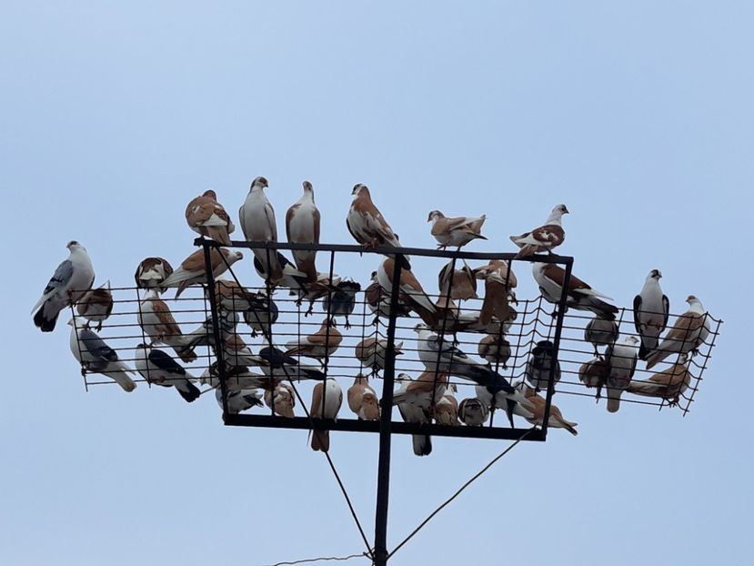  - Galateni baltati pe galben