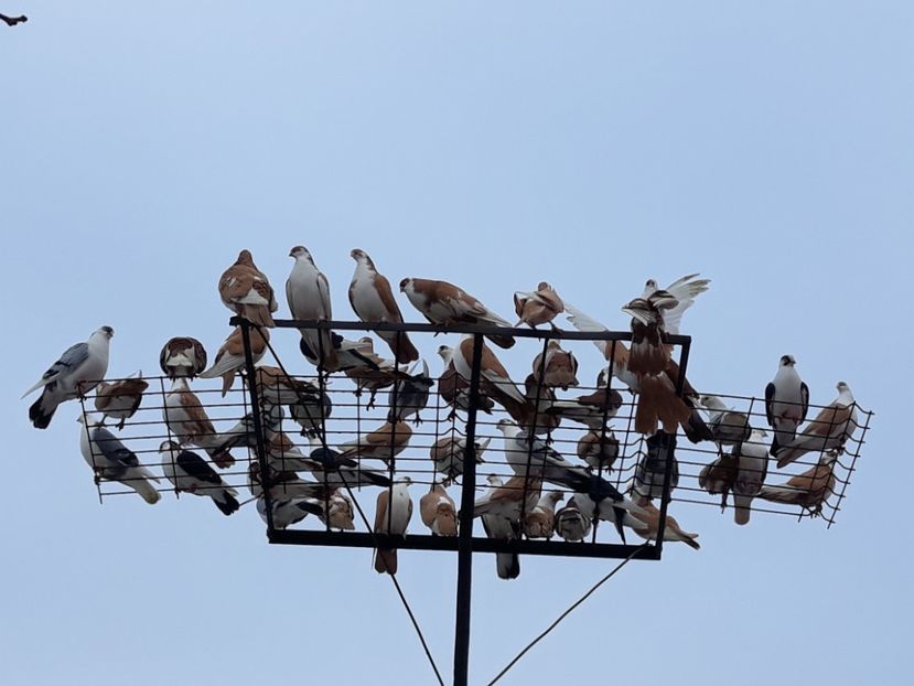  - Galateni baltati pe galben