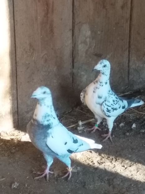  - Pereche de porumbei pietraini