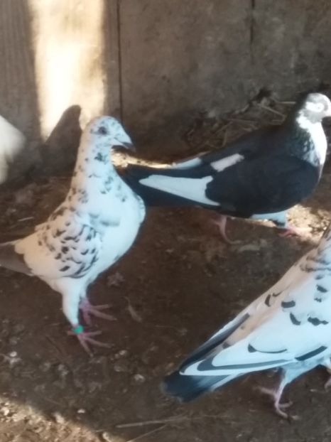  - Pereche de porumbei pietraini