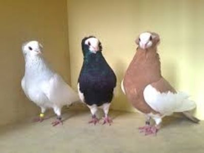  - Jucator de Szekesfehervar