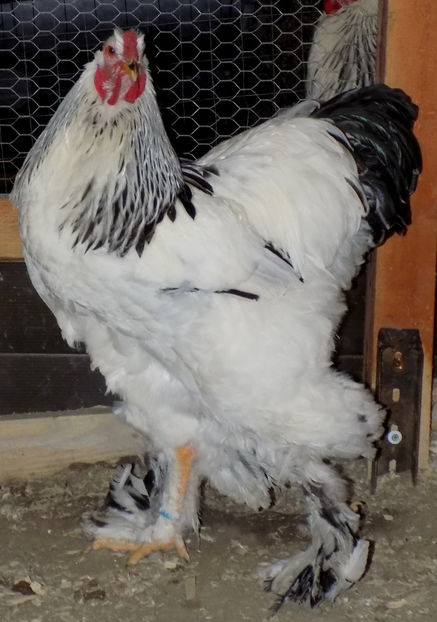  - VIITOR SPERANTE PTR 2019