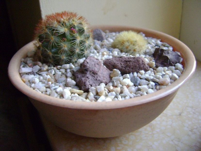 Mammillaria carmenae, 2 ex. - Cactusi 2018 final de an