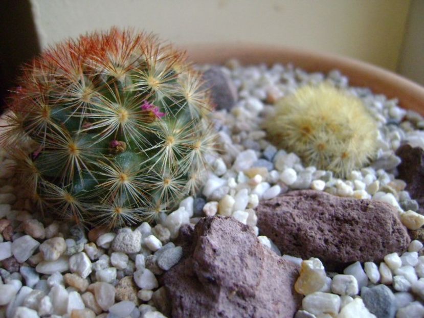 Mammillaria carmenae, 2 ex. - Cactusi 2018 final de an
