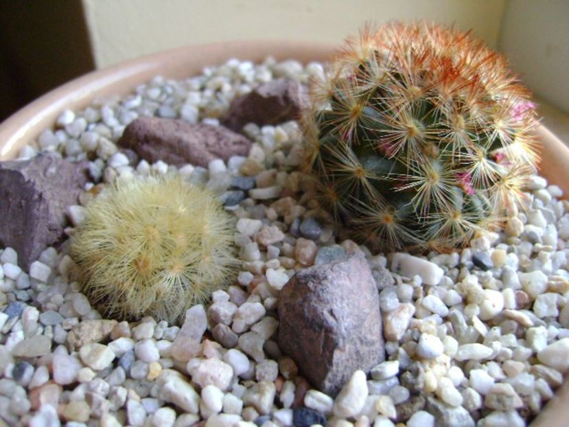 Mammillaria carmenae, 2 ex. - Cactusi 2018 final de an