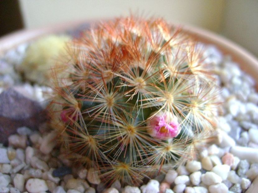 Mammillaria carmenae - Cactusi 2018 final de an