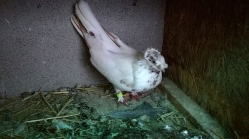  - De vinzare jante aliaj si anvelope