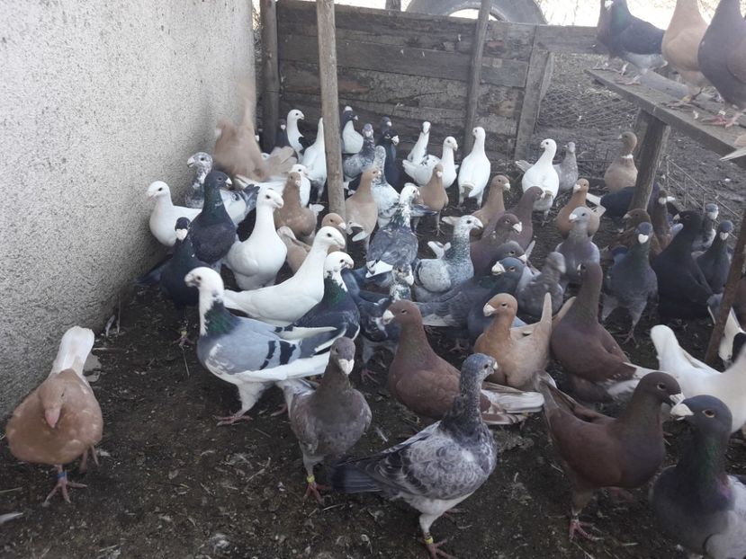  - Porumbei Germani de Frumusete