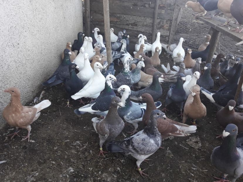  - Porumbei Germani de Frumusete