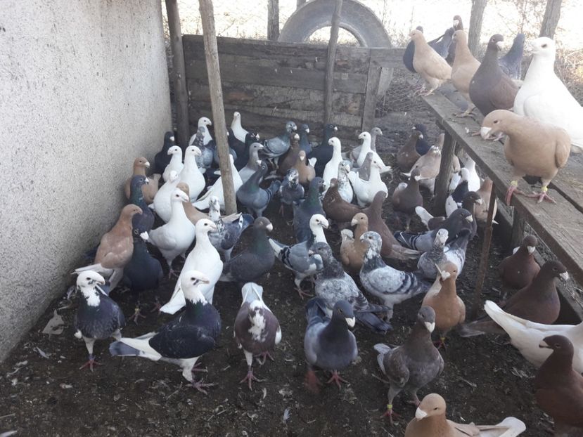  - Porumbei Germani de Frumusete