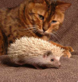 poze-arici-soblani - animale