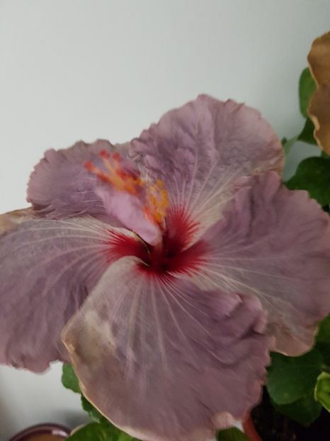  - HIBISCUS 2018