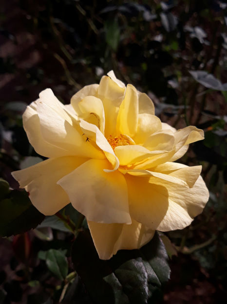 Orangina - Gradina si trandafirii 2018 - toamna