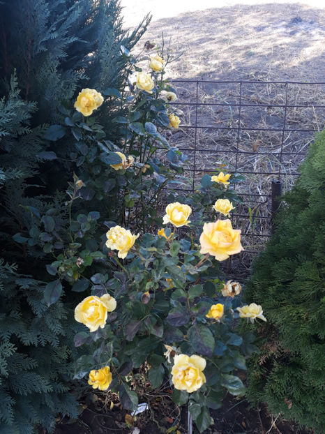 Gold Reef - Gradina si trandafirii 2018 - toamna