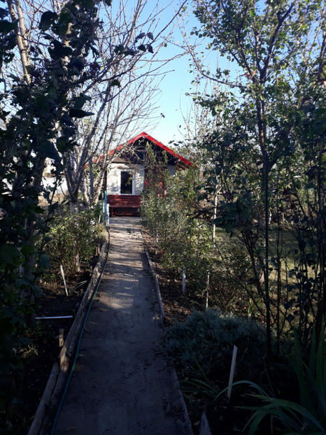  - Gradina si trandafirii 2018 - toamna