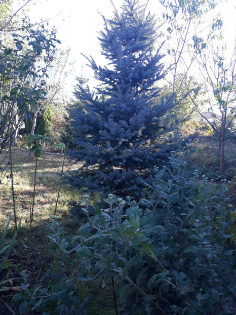  - Gradina si trandafirii 2018 - toamna