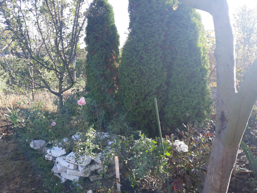  - Gradina si trandafirii 2018 - toamna